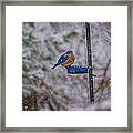 Bluebird In Snow Framed Print
