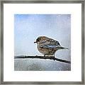 Bluebird In The Snow Framed Print