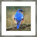 Bluebird Framed Print
