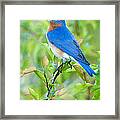 Bluebird Joy Framed Print