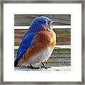 Bluebird Profile Framed Print