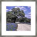 Bluebonnet Road Framed Print