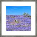 Bluebonnet Vista Texas  - Wildflowers Landscape Flowers Framed Print