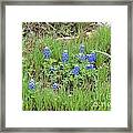Texas State Flower-bluebonnet Framed Print