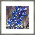 Bluebonnets Framed Print