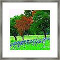 Bluebonnets With Red Flourish Framed Print