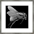 Bluebottle Fly Framed Print