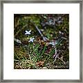 Bluets Woodland Dream Framed Print