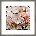 Blush Bouquet Framed Print