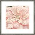 Blushing Dahlia Framed Print