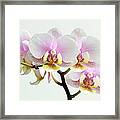 Blushing Orchids Framed Print