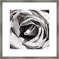Blushing Rose Framed Print