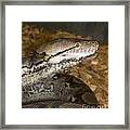Boa Constrictor - Mogo Zoo - Australia Framed Print
