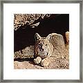 Bobcat Adult Resting On Rock Ledge Framed Print