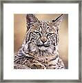 Bobcat Cub Portrait Montana Wildlife Framed Print