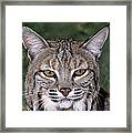 Bobcat Portrait Wildlife Rescue Framed Print