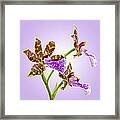 Bold And Beautiful - Zygopetalum Orchid Framed Print