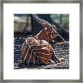 Bongo Framed Print