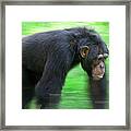 Bonobo Pan Paniscus Knuckle-walking Framed Print