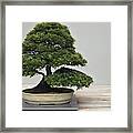 Bonsai Tree Grows In A Pot Framed Print