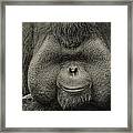 Bornean Orangutan Ii Framed Print