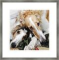 Borzoi Dogs In Love Framed Print