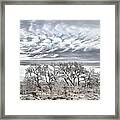 Bosque Pale Framed Print