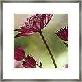 Botanica Framed Print