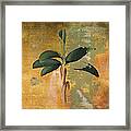 Botanical Banana Tree Framed Print