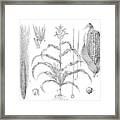 Botany Plants Antique Engraving Illustration: Zea Mays (maize, Corn) Framed Print