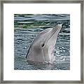 Bottlenose Dolphin Group Underwater Framed Print