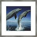 Bottlenose Dolphin Pair Leaping Honduras Framed Print