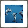 Bottlenose Dolphin Trio Galapagos Framed Print