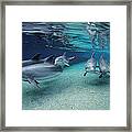 Bottlenose Dolphins In Shallow Water Framed Print