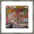 Bougainvillea Framed Print