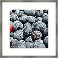 Bountiful Blueberries Framed Print