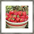 Bowl Of Berries Framed Print