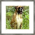 Boxer Dog Framed Print
