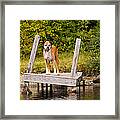 Boxer On Lake Dock Framed Print