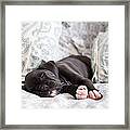 Boxer Puppy Sleeping Framed Print