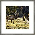 Boxley Stud And Cow Elk Framed Print