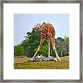 Boy Was He Thirsty! Framed Print
