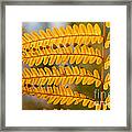 Bracken Fern Framed Print