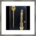 Brain And Spinal Cord Model Framed Print