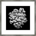 Brain Coral Framed Print