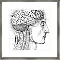 Brain From Right Side, 1883 Framed Print