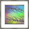 Branches In The Mist 97 Framed Print