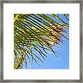 Breezy Palm Fronds Framed Print