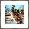 Brief Pelican Encounter Framed Print