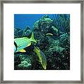 Bright Fish Framed Print